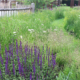 wild-flower-garden