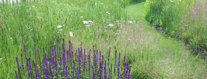 wild-flower-garden