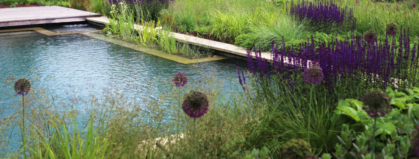 A natural pool with soft landscaping