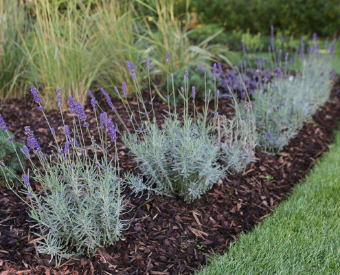 Lavender border