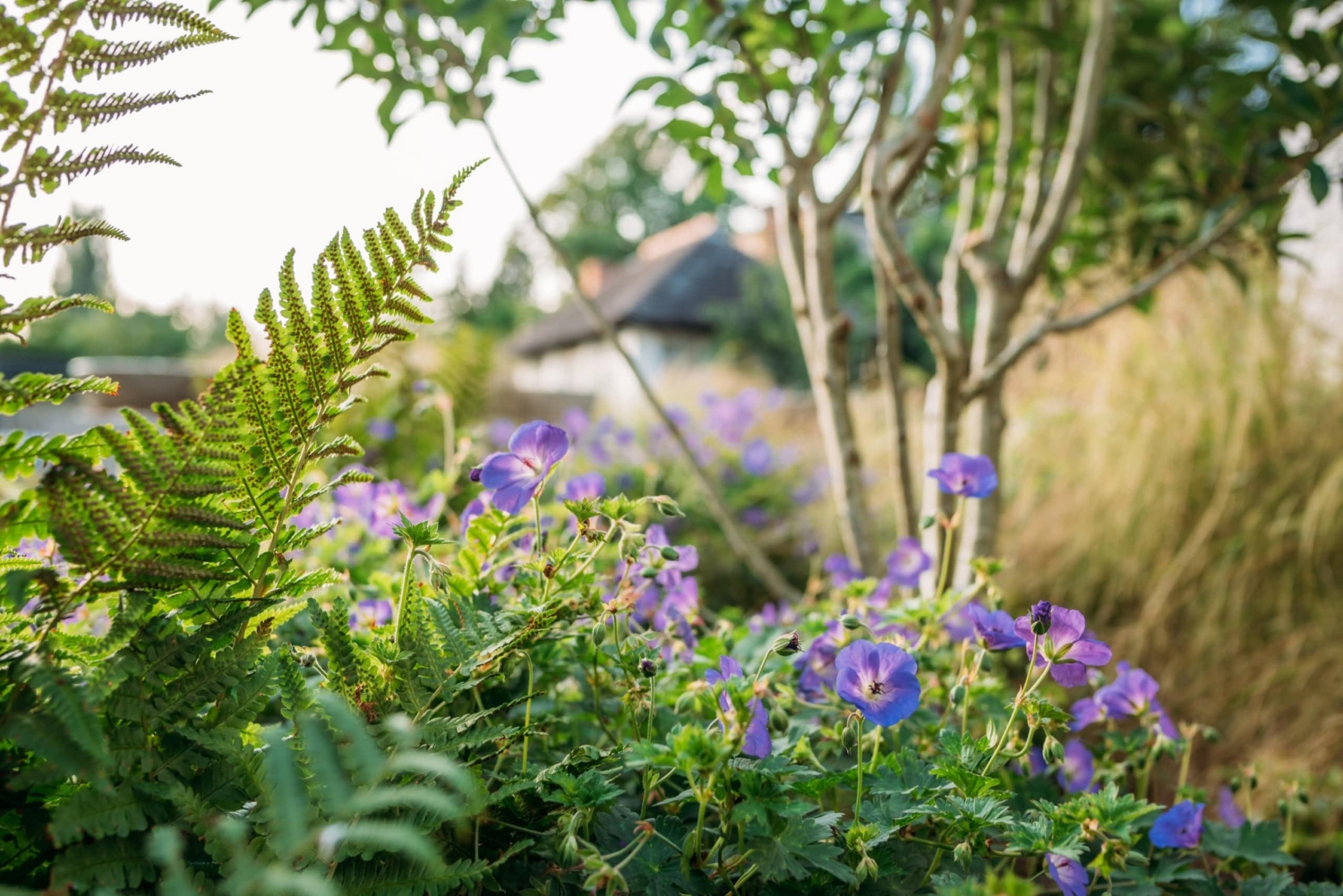 Perennial Plants