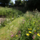 Wildflower planting